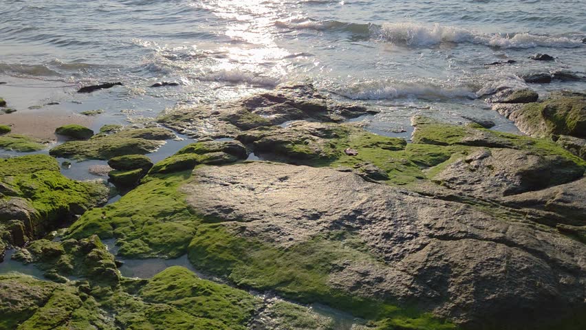 A high-angle shot of ocean waves gently washing over moss-covered coastal rocks during a golden sunset.	
