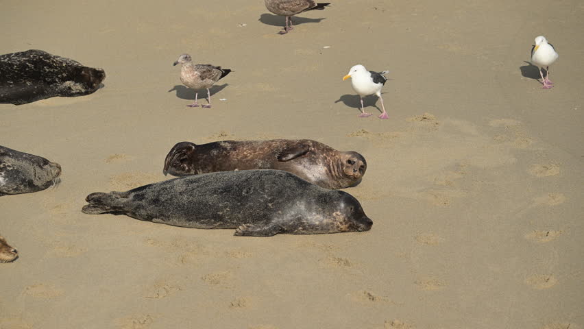 Sea Gulls Walk Around Resting Seals on Sandy Beach