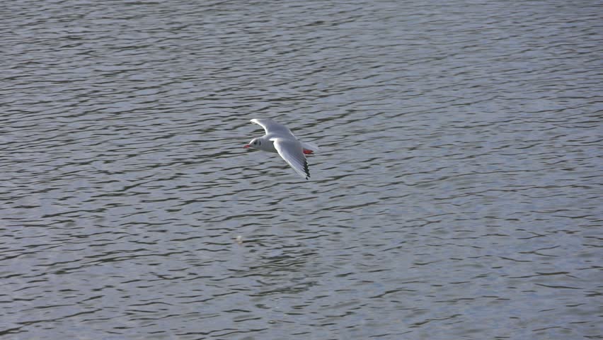 Black Headed Gull (Chroicocephalus ridibundus) in winter plumage, coming in to land on a lake in slow motion. December, Kent, UK [Slow motion x10]