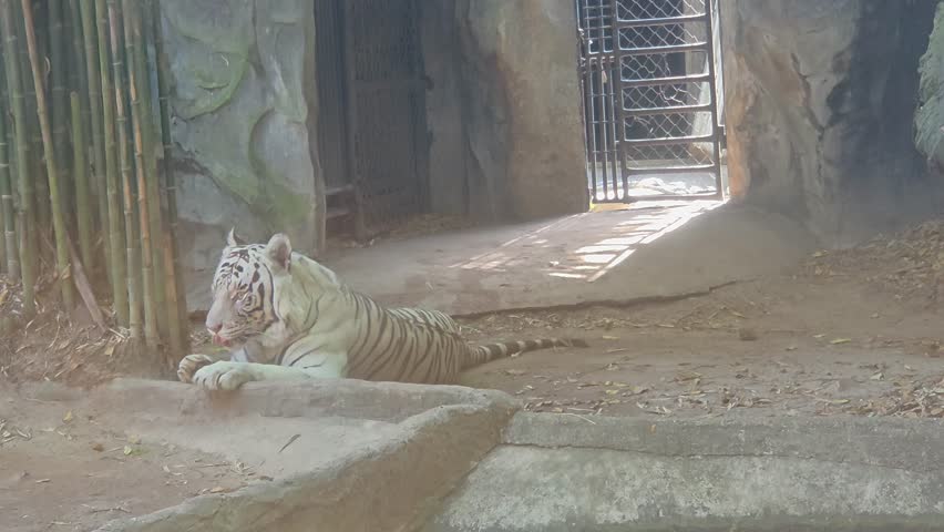 A white tiger resting in a shaded zoo enclosure behind a blurry mirror designed with naturalistic elements.	
