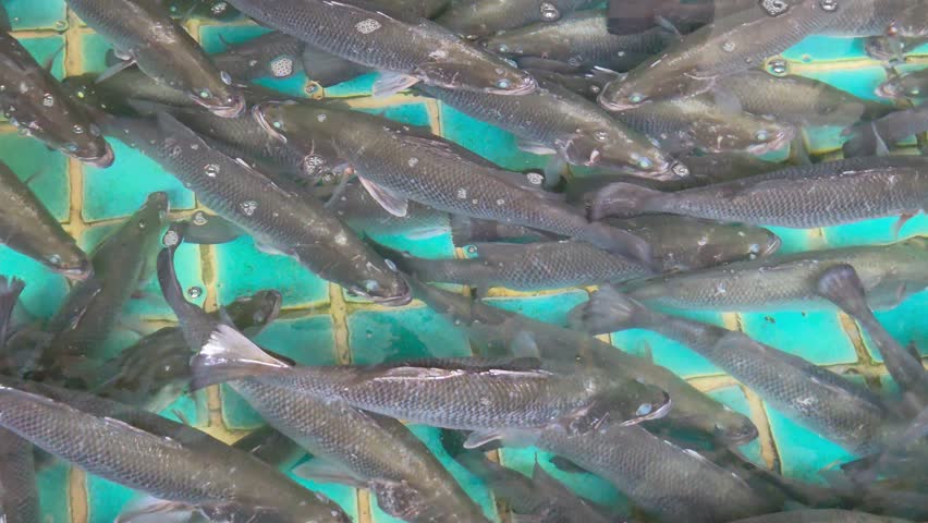 A close-up of live fish crowded together in a shallow, aerated tank over a bright turquoise tiled floor.	
