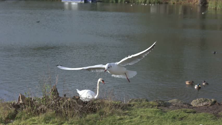 Black Headed Gull (Chroicocephalus ridibundus) in winter plumage, coming in to land among other birds by a lake, in slow motion. December, Kent, UK [Slow motion x10]