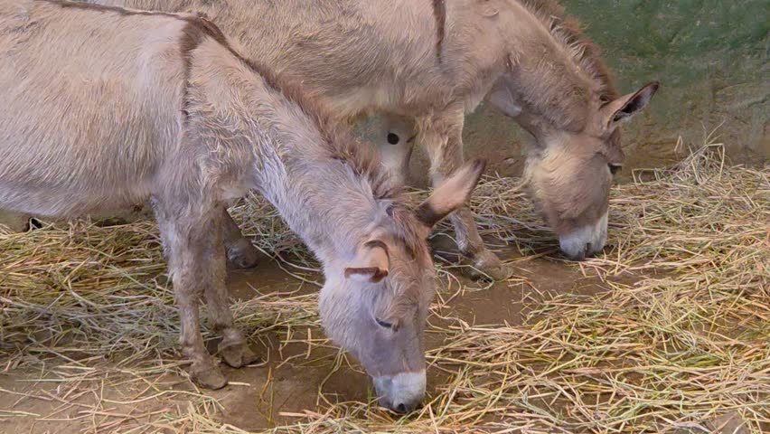 Two light-brown donkeys grazing on hay in an enclosure.	