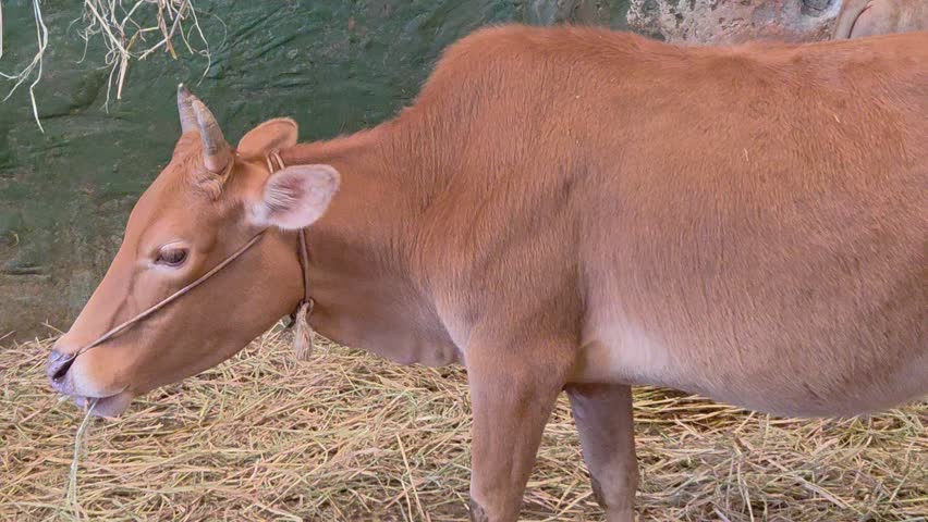 Banteng Cow Chewing Straw in an Enclosure. Side View.