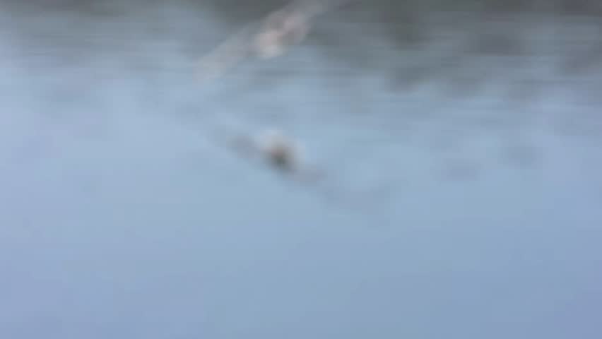 Black Headed Gull (Chroicocephalus ridibundus) in winter plumage, coming in to land on a lake in slow motion. December, Kent, UK [Slow motion x10]