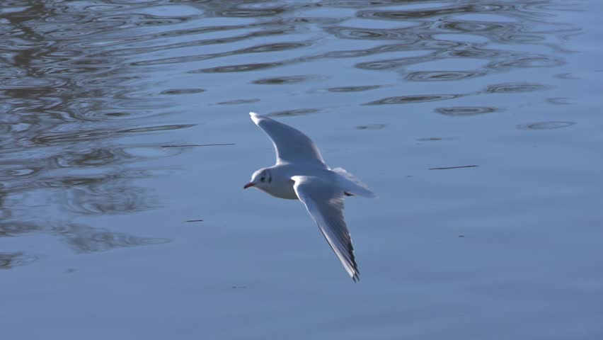 Black Headed Gull (Chroicocephalus ridibundus) in winter plumage, coming in to land on a lake in slow motion. December, Kent, UK [Slow motion x10]