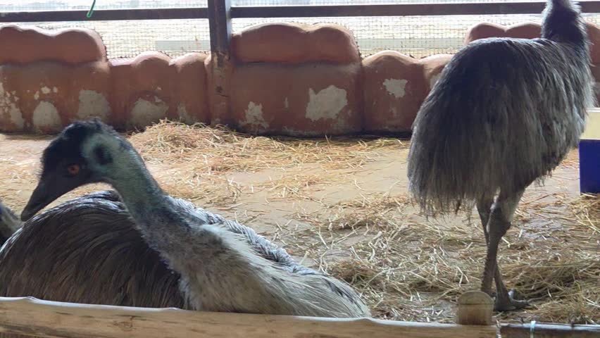 Close-up, medium shot of two emus in an outdoor enclosure.	