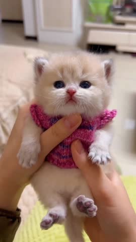 Newborn Grey and White Kitten Yawning While Being Gently Touched.