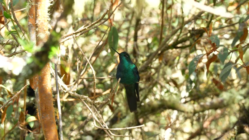 Image of a beautiful hummingbird perched on a thin branch showing delicate posture, colorful plumage and natural calm moment in a green environment.
