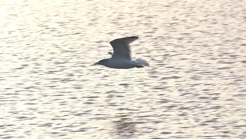 Herring Gull (Larus argentatus) coming in to land in slow motion, backlit. December, Kent, UK [Slow motion x10]
