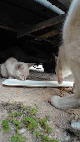 Mother cat and kitten eating dry food under car vertical street shot