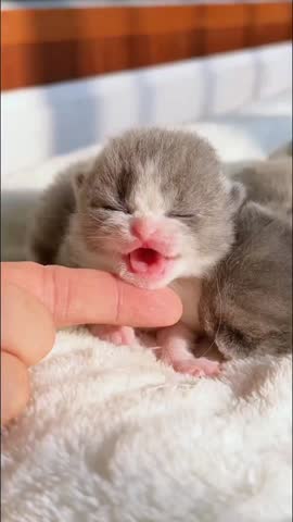 Newborn Grey and White Kitten Yawning While Being Gently Touched.