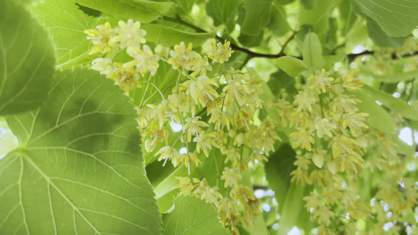 View from below on flowers of blooming American basswood, also known as an American linden (Tilia americana), sway in breeze, close-up