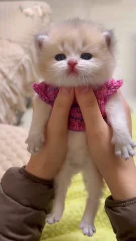 Tiny British Shorthair Kitten Wearing Pink Knitted Sweater in Hands.