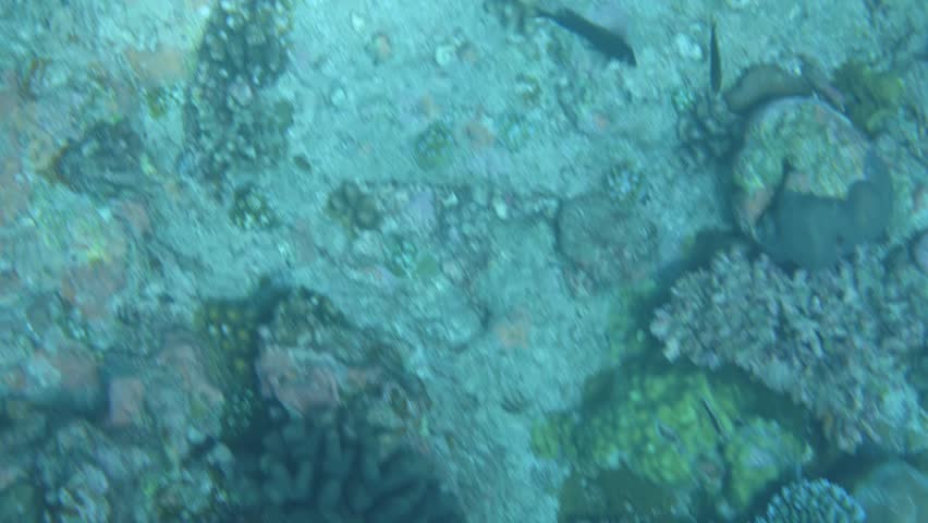 Swimming above coral formations on a shallow tropical Maldives house reef underwater.