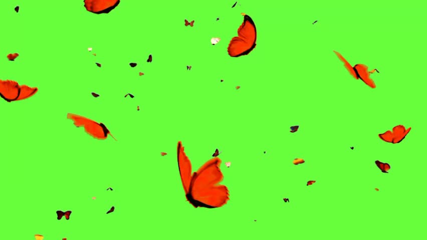 Many butterflies fly on a green background 