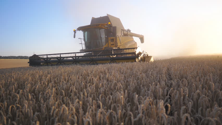 Modern harvester gathering crop of ripe wheat in field at sunset time. Combine riding through rural cutting yellow stalks of barley. Scenic view of grain field at background. Slow motion Dolly shot
