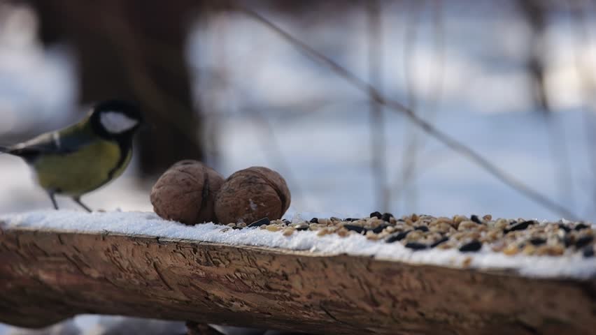 Cute tit bird pecking food from open feeding trough at snowy forest. Beautiful tomtit eating meal from wood feeder at sunny snow woodland. The scene captures care for wildlife and harmony of nature