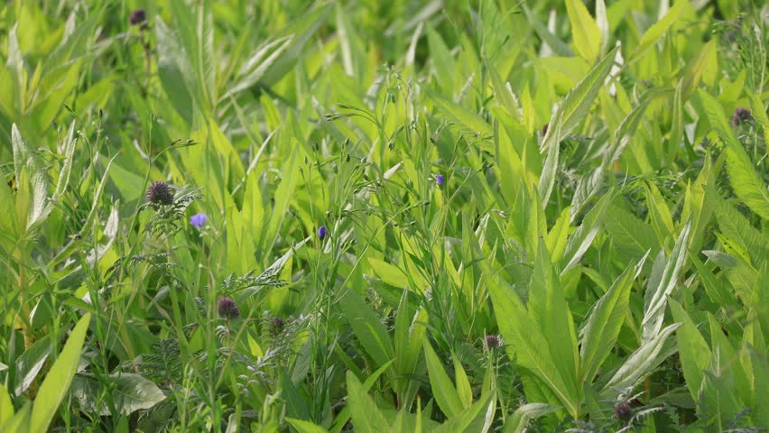 Plants on a field in a strong wind