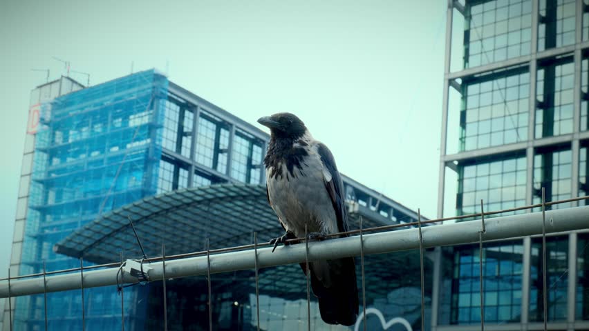 Hooded crow perched on fence with modern Berlin architecture, glass surfaces and a pedestrian bridge crossing the urban space