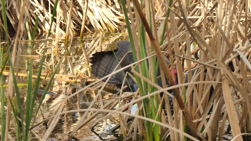 Swamphens in the high reeds