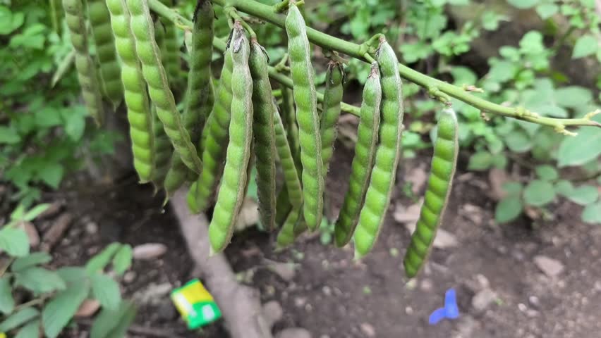 Fresh green jicama seed pods hanging naturally on vine in tropical agricultural garden setting.