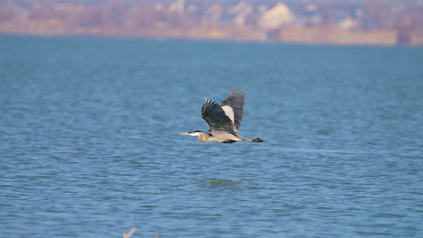 Great Blue Heron flying in slow motion over Utah Lake along the surface of the water passing other ducks.