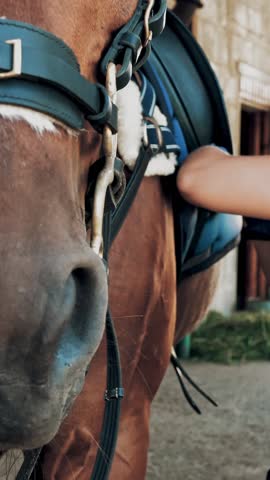 Horse care. Horsewoman harnesses bay horse, prepares palfrey for horseback riding. Equitation. jockeyship. equestrianism. Equestrian sport. Horse riding.