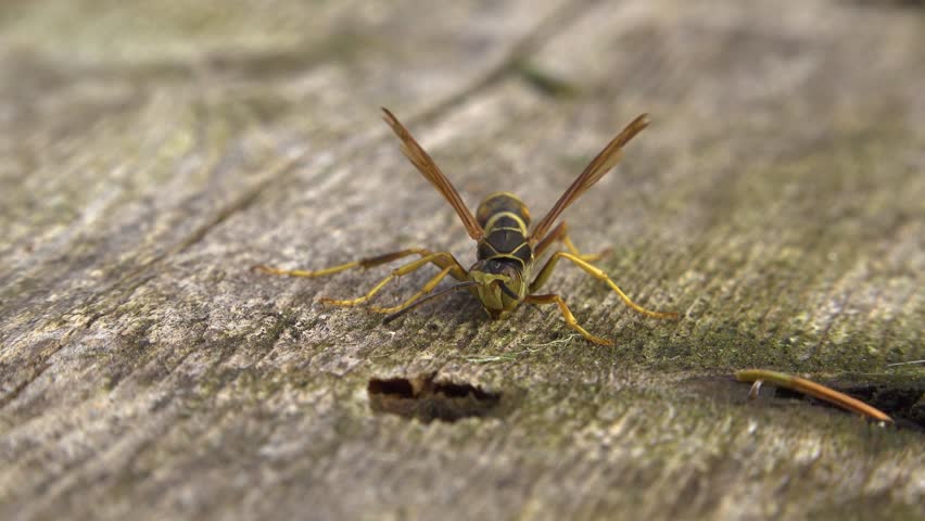 A close-up of a large Paper Wasp on a weathered wood surface moving its antennas with outstretched wings and yellow stripes.