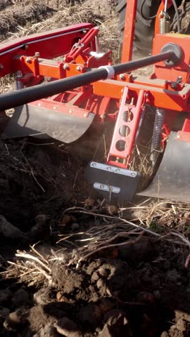 Close-up, potato tubers move on special machine tape ,a special tractor digs up potatoes and pours it into the back of a truck. harvesting potatoes on an agricultural field. autumn.