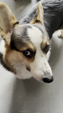 Vertical video - Closeup of a traditional tri color, Pembroke Welsh Corgi, pedigree pet dog, turning its head to look straight at the camera.