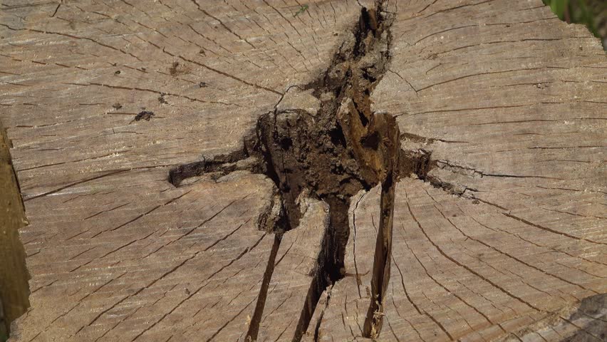 Close-up of ants crawling over a weathered tree stump with deep cracks, growth rings, and a rugged textured surface. A hole in the centre of the wood leads to a ant colony.