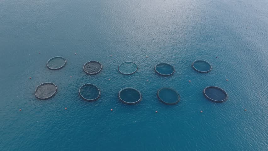 Tuna fish farm in the sea. Drone top view of tuna rings. Mediterranean sea