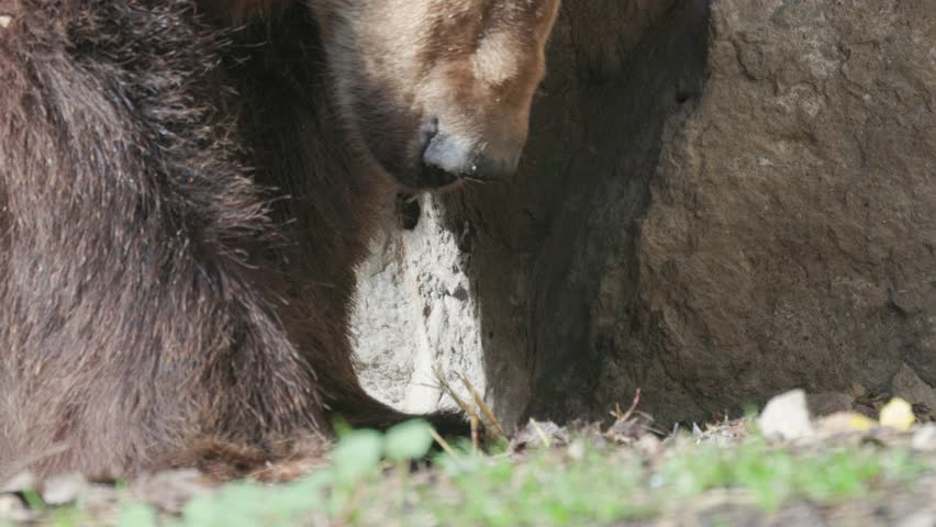 Close-up of a brown bear paw digging