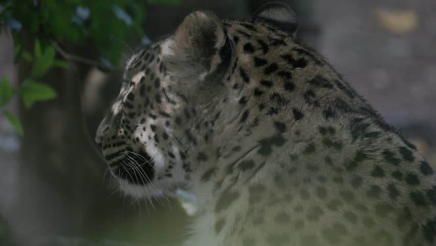 Close-up profile of a leopard yawning