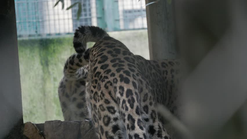 Pair of leopards resting together in a zoo enclosure