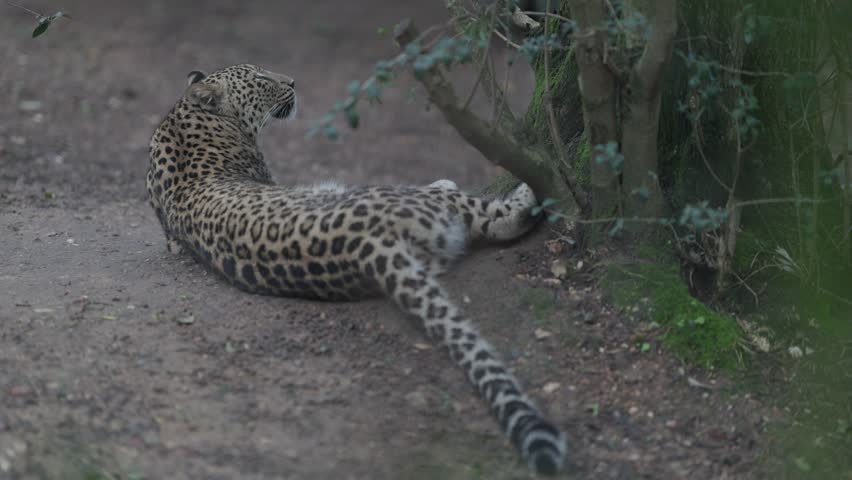 Persian leopard resting on the ground