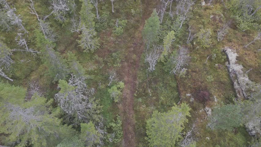 Top-down drone footage glides along a narrow dirt trail cutting through a mixed conifer forest, revealing mossy ground, scattered rocks, and changing tree density in soft light