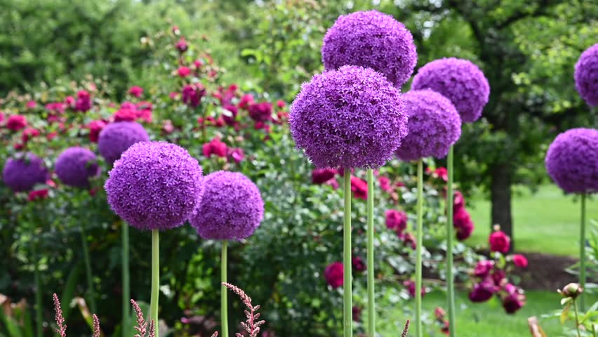 Giant Allium flowering with a pink rose bush in the background in a garden on a breezy spring afternoon.