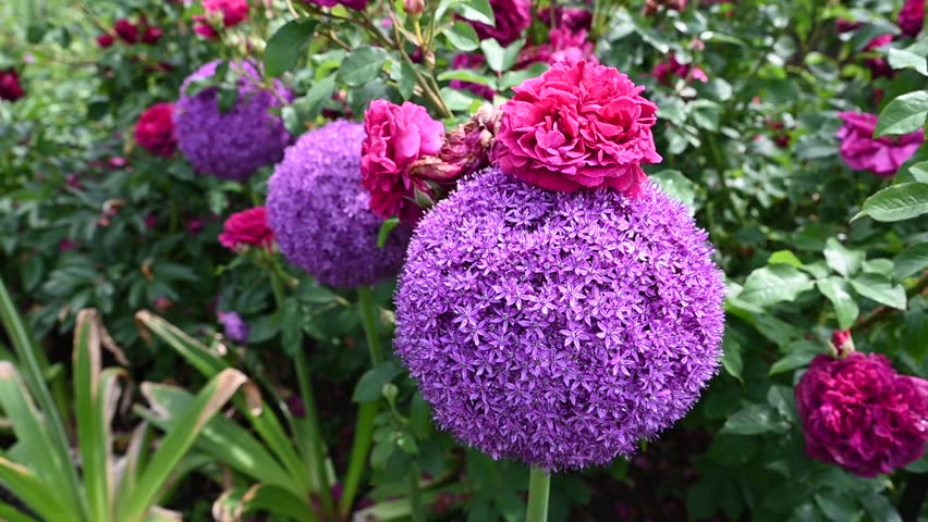 A closeup of a Giant Allium bloom with a blossoming red rose laying on top of in a garden on a spring day.