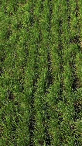 Sugar cane fileds plantation at caribbean countryside, agriculture concept. Vertical footage