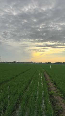Scenic wide view of a lush green rice field under a cloudy sunset sky with distant mountains.