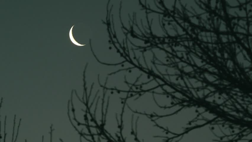 A Crescent moon and branches at dawn
