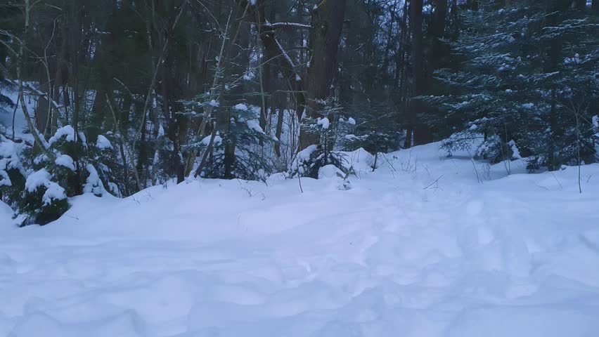 Snowy wintertime landscape with path from footprints among snowbanks and snow covered fir trees on snowbound conifer forest edge at winter dusk with slight snowfall. Wintry natural background.