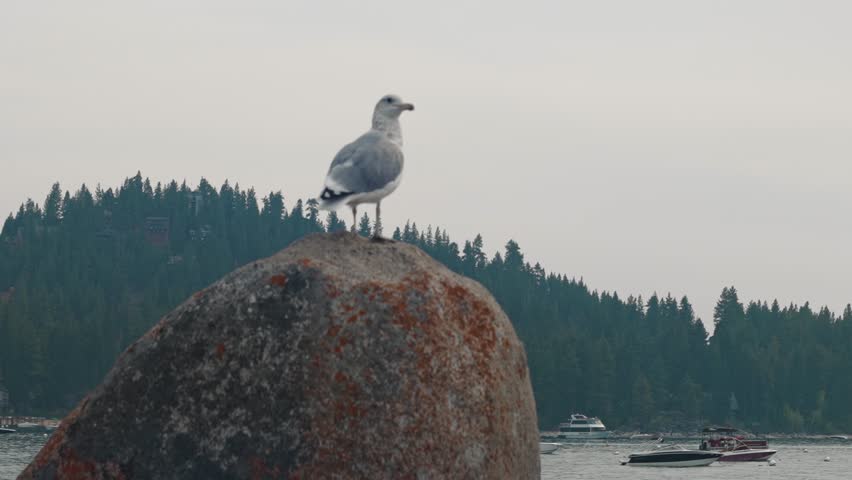Seagull standing on large boulder by lake with boats and forest in background
