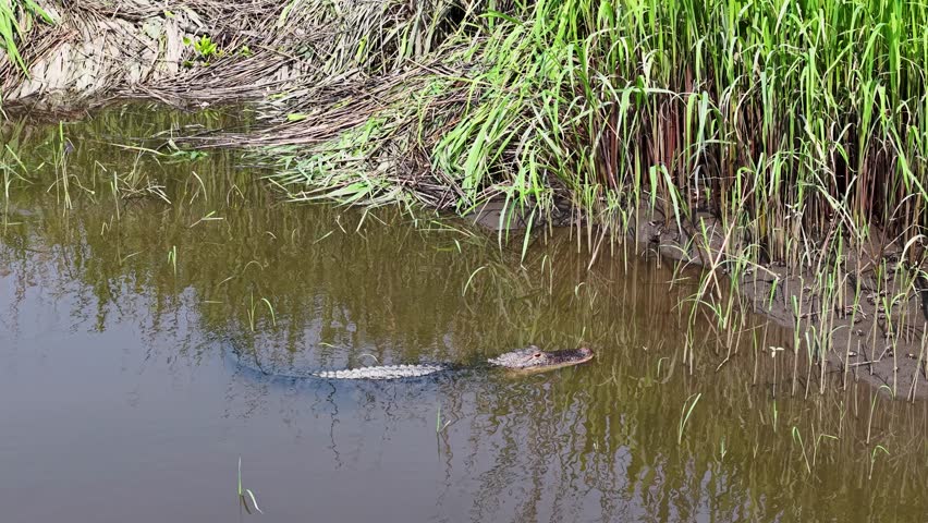 Aerial view of an alligator calmly swimming near the muddy bank of a pond at Middleton Place Plantation in Charleston, South Carolina.