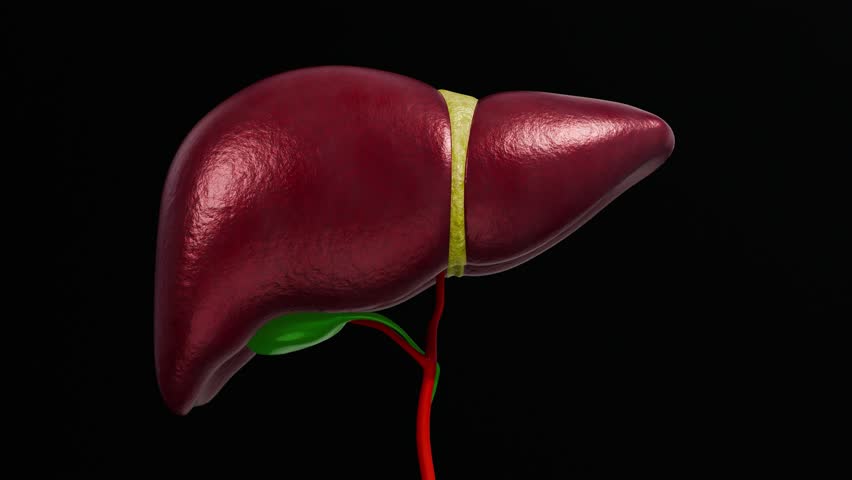 Fatty Liver Disease and Liver Cancer Concept Showing Damaged Human Liver Anatomy with Abnormal Tissue Texture for Medical Education and Healthcare Awareness 3D Rendering
