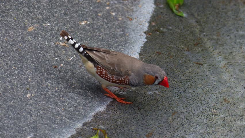 A male zebra finch (Taeniopygia guttata) stands next to the water source, spread its wings and fly away, close up shot.