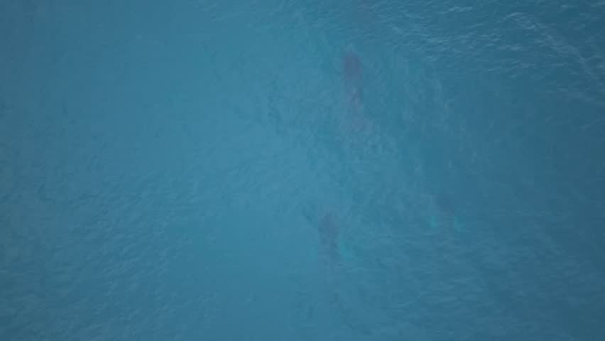 Drone showing four adult whales swimming in formation. Two whales at the back surface and breathe together at the exact same time. Evidence of underwater synchronization and coordination.