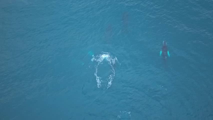 Stunning drone footage capturing six adult whales swimming together, calmy surfacing and breathing at varied intervals in open waters.